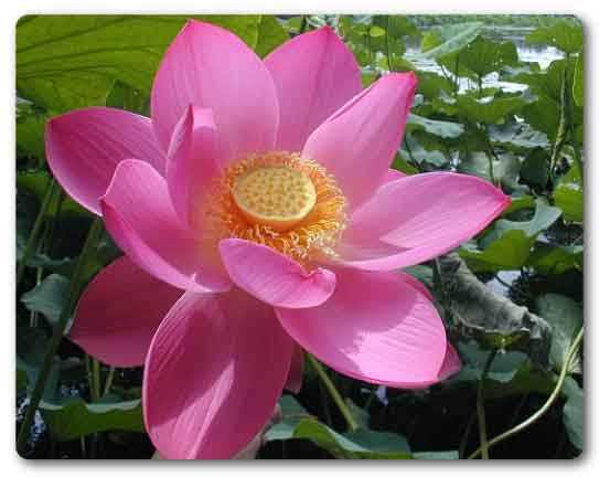 Haryana state flower, Lotus, Nelumbo nucifera